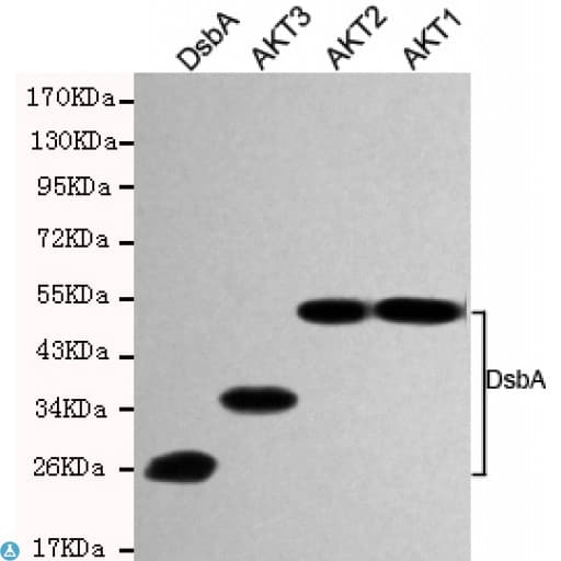 Monoclonal Mouse anti-Human dsbA Antibody (WB)