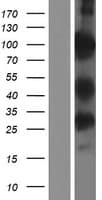 PWWP2B Protein (Over-Expression Lysate Myc-DDK (Flag))