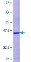 Human LDOC1 Protein (Recombinant GST)