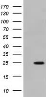 MOBKL2B / MOB3B Antibody (clone OTI1F9)