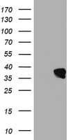 UBXN2B Antibody (clone OTI2E9, Carrier-free)