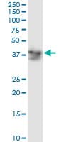 ADH5 Antibody (clone 12F7)