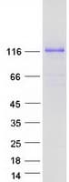 Human MAML1 Protein (Recombinant Myc-DDK (Flag))