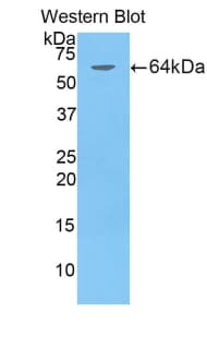 AIM / CD5L Antibody (aa11-346)