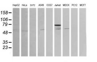 ERG Antibody (clone OTI3E12)