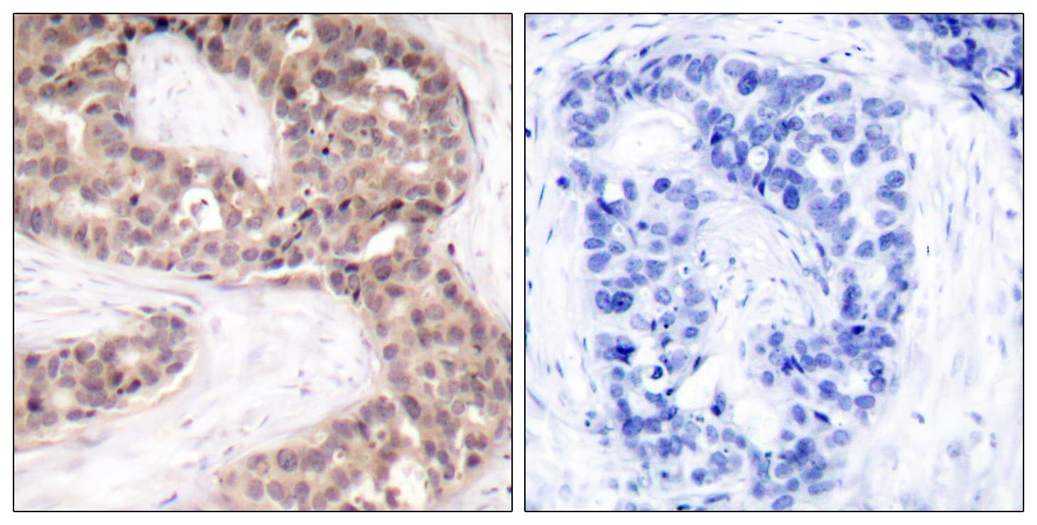 G3BP1 / G3BP Antibody (aa199-248)