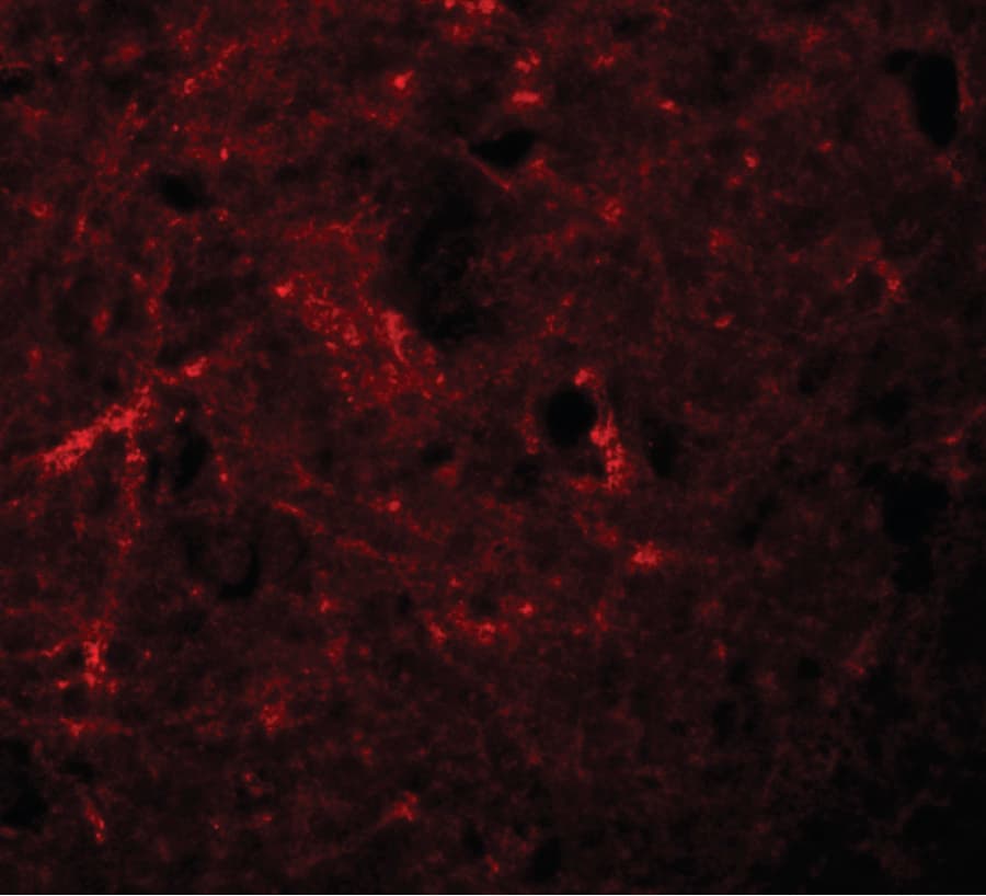 IHC-plus™ NLRP7 / NALP7 Antibody