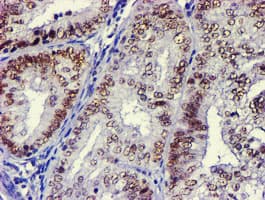 USP7 / HAUSP Antibody (clone OTI3C7, Carrier-free)