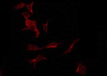 TLE2 Antibody