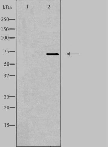 Polyclonal Rabbit anti-Human ADGRE3 / EMR3 Antibody (IF, WB)