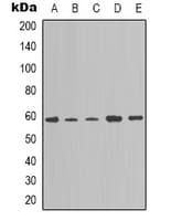 NOTCH4 Antibody (C-Terminus)
