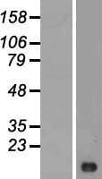 LIMS3 Protein (Over-Expression Lysate Myc-DDK (Flag))