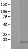 MED21 Protein (Over-Expression Lysate Myc-DDK (Flag))