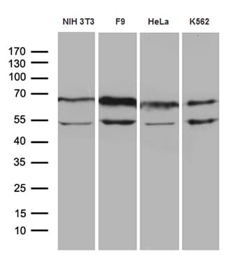 WASL / N-WASP Antibody (clone OTI9F2)