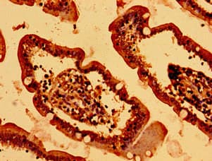 Polyclonal Rabbit anti-Human HIST1H2BK Antibody