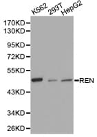 REN / Renin 1 Antibody