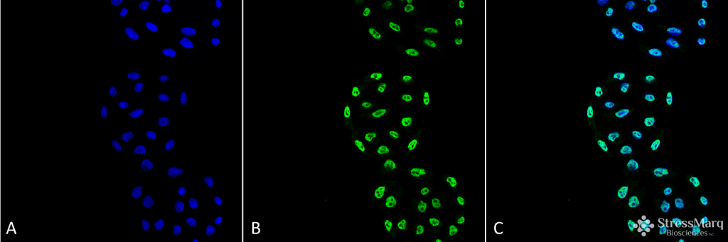 PPP5C Antibody (clone 2E11, APC)