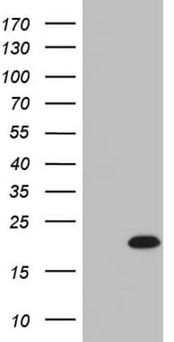IL20 Antibody (aa25-176, clone OTI2B8)