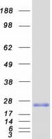 Human RGCC Protein (Recombinant Myc-DDK (Flag))