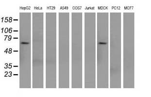 SNX9 / WISP Antibody (clone OTI2A11)