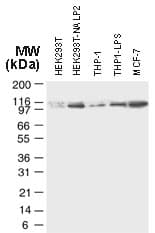 Polyclonal Rabbit anti-Human NLRP2 / NALP2 Antibody (aa97-115, IHC, WB)