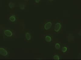 SOX17 Antibody (clone OTI2F9)