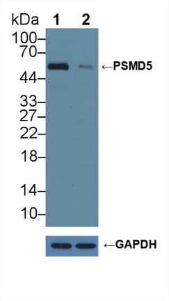 Polyclonal Rabbit anti-Human PSMD5 Antibody (aa143-341, WB)
