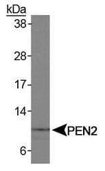 PSENEN / PEN-2 Antibody