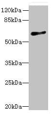 GPR75 Antibody (aa372-540)