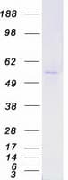 Human YES1 / c-Yes Protein (Recombinant Myc-DDK (Flag))