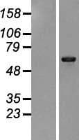 PHKA1 Protein (Over-Expression Lysate Myc-DDK (Flag))