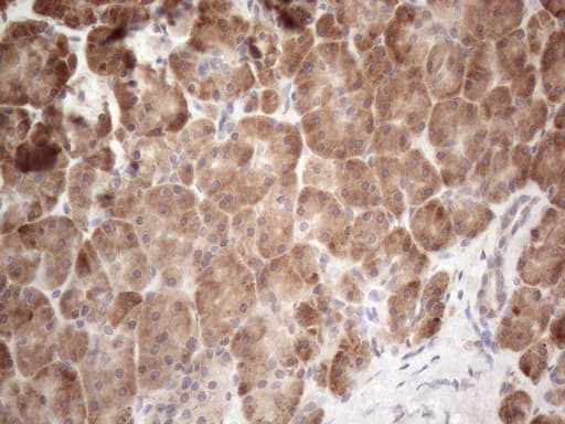 JAG1 / Jagged 1 Antibody (aa523-759, clone OTI3A10)