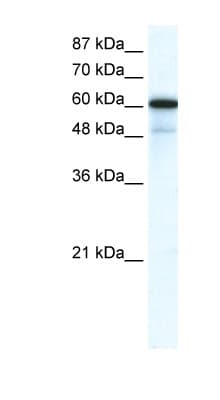 GABRA1 Antibody (N-Terminus)