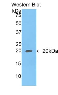 FCGBP Antibody (aa5176-5344)