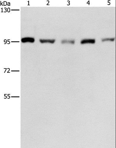 MCM5 Antibody