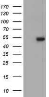 ZNF365 Antibody (clone OTI4E9)
