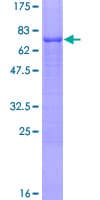 Human TFAP2D Protein (Recombinant GST)