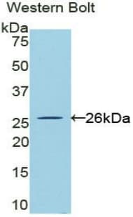 CLCF1 Antibody (aa28-225, FITC)