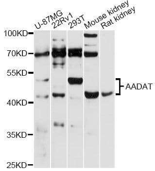 KATII / AADAT Antibody