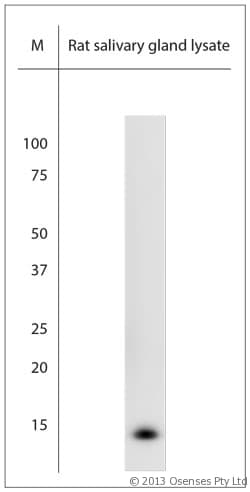 NGF Antibody (aa195-240)