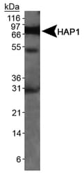 Monoclonal Mouse anti-Rat HAP1 Antibody (clone 1B6, IHC, WB)