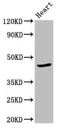 Polyclonal Rabbit anti-Human APOBEC3F / ARP8 Antibody (IF, WB)