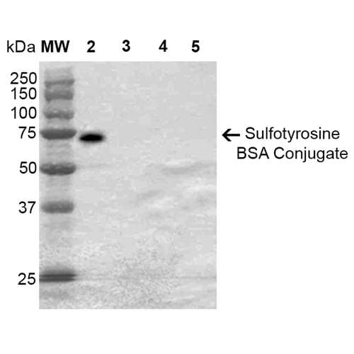 Sulfotyrosine Antibody (clone 7C5, APC)