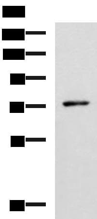 L3MBTL2 Antibody
