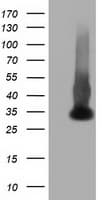 Monoclonal Mouse anti-Human ERCC1 Antibody (clone OTI2A9, IF, WB)