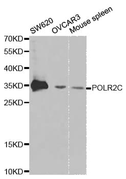 Polyclonal Rabbit anti-Human POLR2C Antibody (IHC, WB)