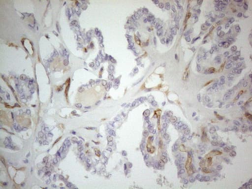 PODXL / Podocalyxin Antibody (aa32-461, clone OTI8D6, Carrier-free)