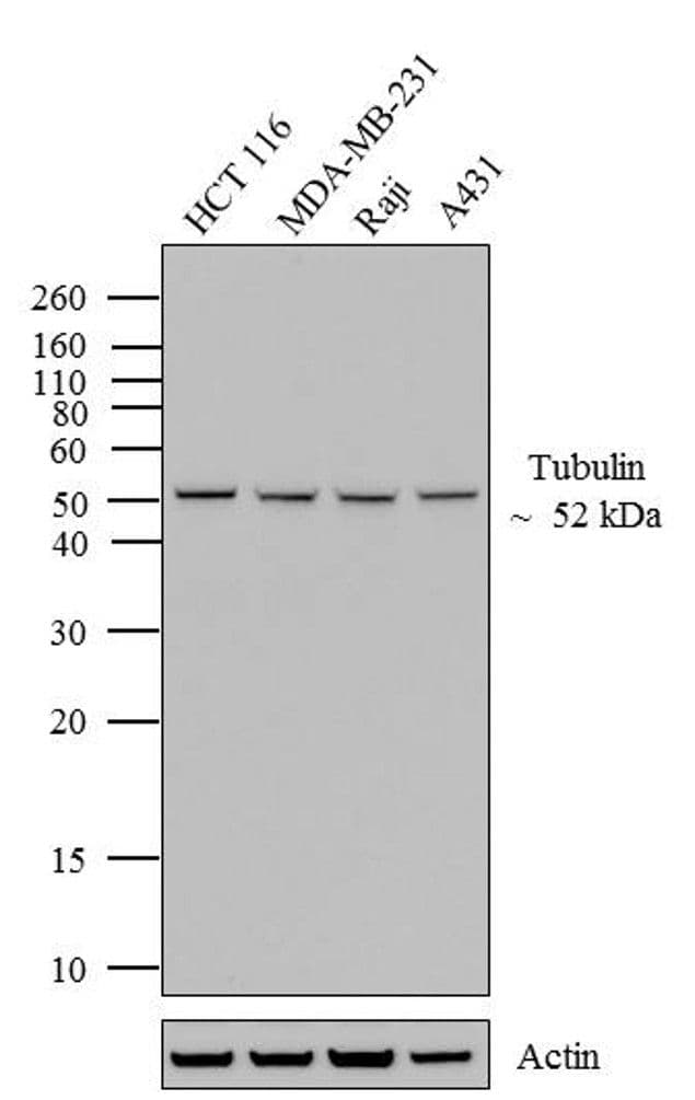 Alpha Tubulin Antibody (clone 236-10501, Biotin)