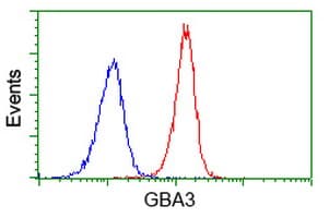 GBA3 / CBG Antibody (clone OTI4F10)