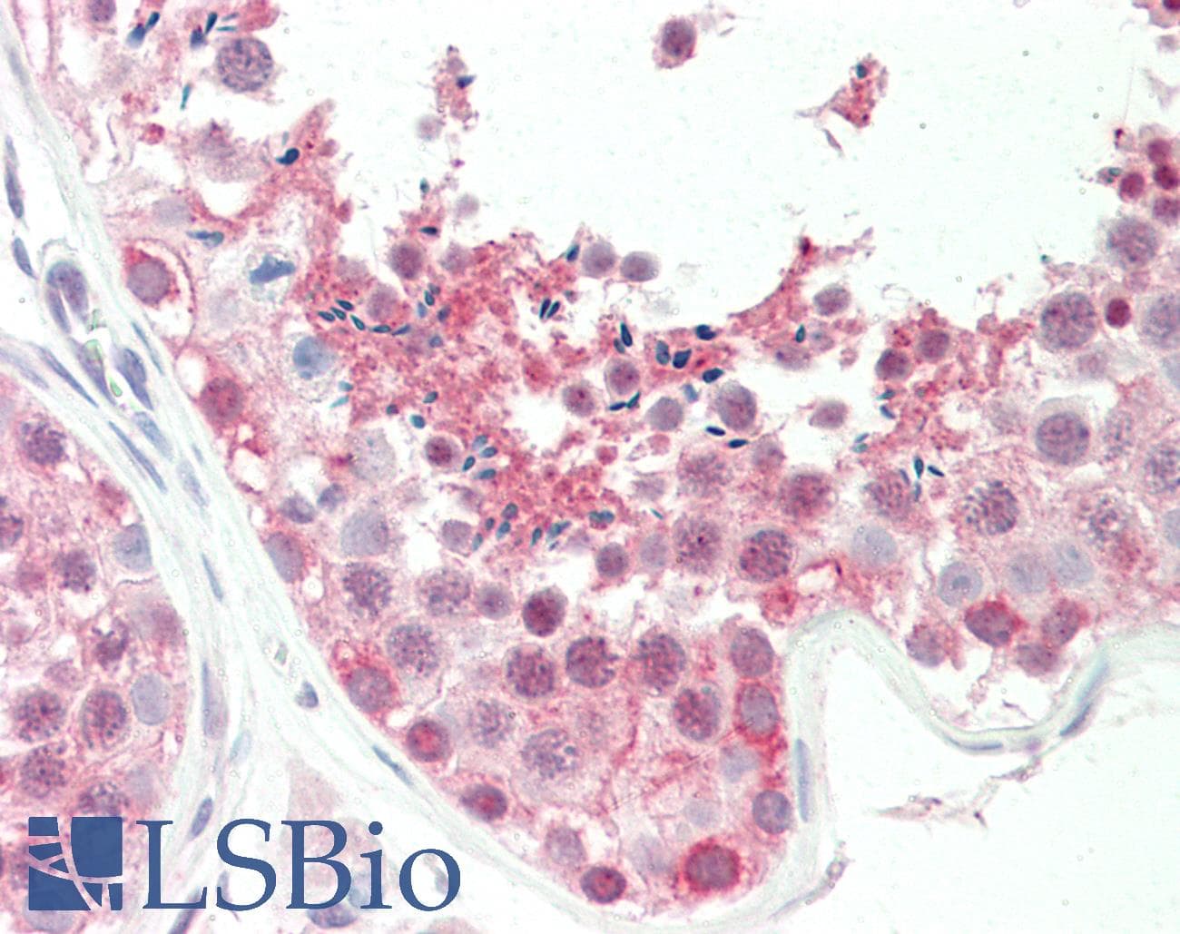 BAG6 / G3 / Scythe Antibody (C-Terminus)
